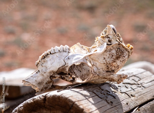 Obraz Pronghorn mandibule skeleton in Wild West Wyoming