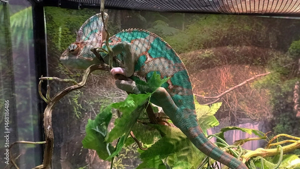 Fototapeta A vibrant chameleon perched on a branch inside a tropical terrarium, surrounded by lush green foliage and naturalistic background. Captured in side profile showcasing its textured skin and distinctive