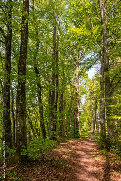 Fototapeta Waldweg mit Buchenbäumen
