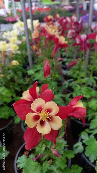 Fototapeta A close-up of a vibrant red and yellow columbine flower (Aquilegia) in full bloom, surrounded by similar potted flowers in a plant nursery. The background is softly blurred, highlighting the delicate 