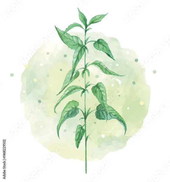 Fototapeta Nettle Watercolor Logo. Herb on the circular shape background. Vector emblem illustration. Each object is on a separate layer. Isolated on white