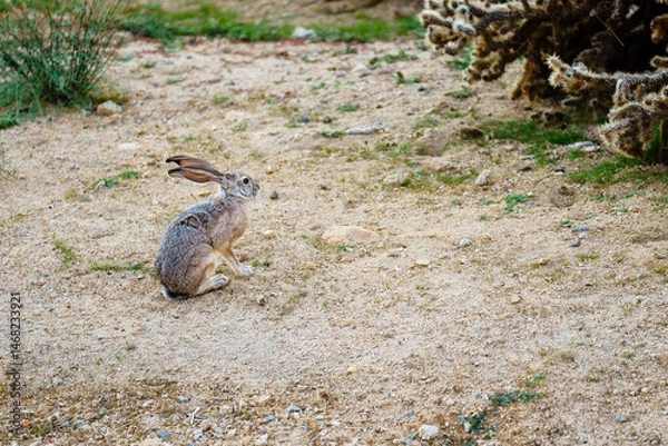 Obraz Black-Trailed Jackrabbit in the California Mojave Desert. Copy Space