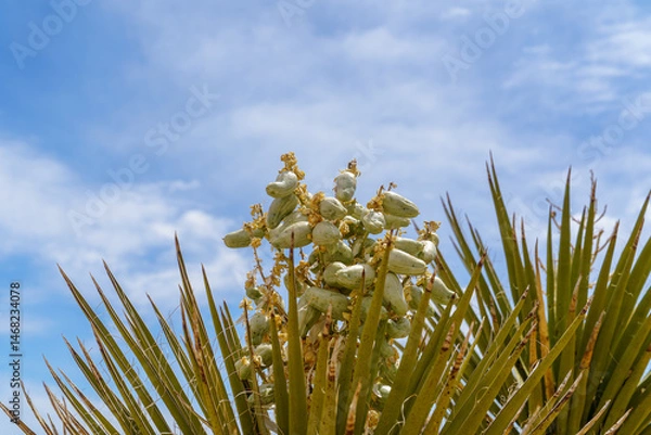 Obraz Joshua Tree Yucca Brevifolia with green bloom cluster buds