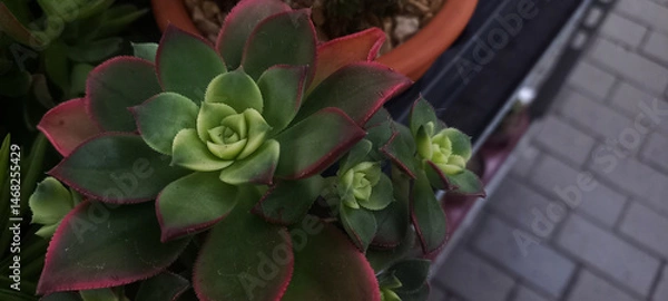 Fototapeta Close-up view of multiple succulent plants in small pots, arranged in rows. Vibrant green and dark purple tones create a rich texture. Ideal for themes of gardening, nature, and indoor plants.