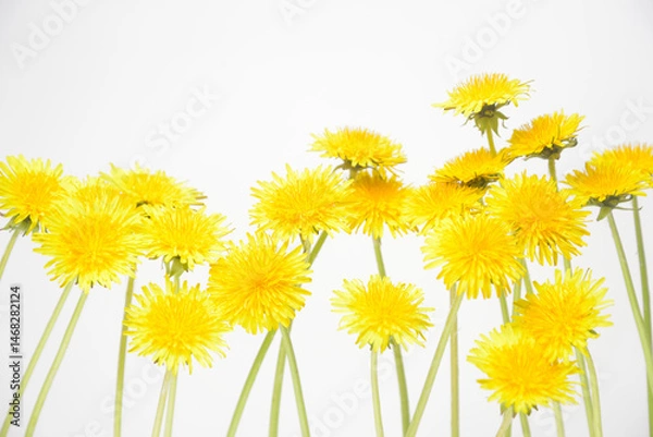 Obraz 背景素材のタンポポの花