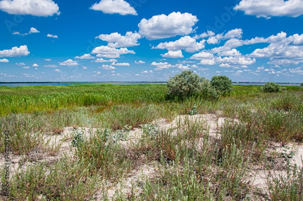 Obraz Vast summer marshland under a vibrant blue sky dotted with fluffy white clouds. Lush green reeds and sparse shrubs grow across sandy patches near a lake.