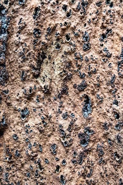 Fototapeta Close-up of rugged tree bark texture with deep natural grooves and dark knots. Perfect for background or design use.