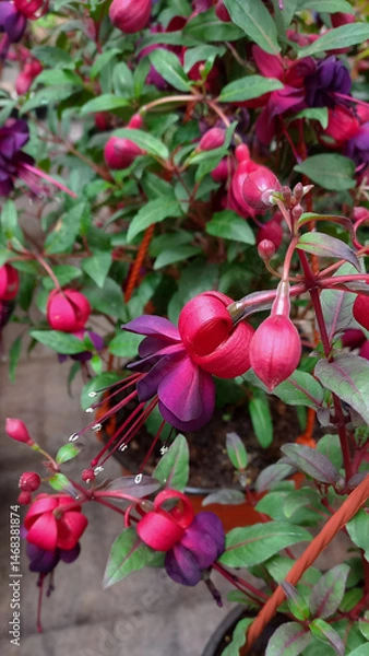 Fototapeta Vertical photo of garden flower. Fuchsia close-up.