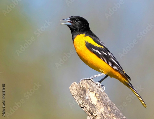 Obraz Male Baltimore Oriole (Icterus galbula) perched on a tree stump on a sunny spring afternoon.