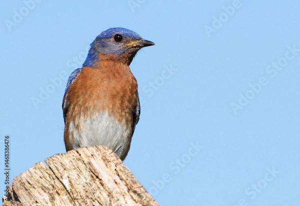 Obraz Male Bluebird (Sialia sialis) perched on a tree stump searching for food.