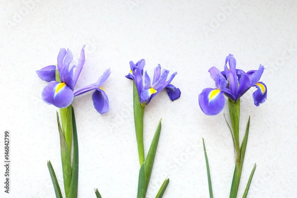 Obraz Three iris on a light background
