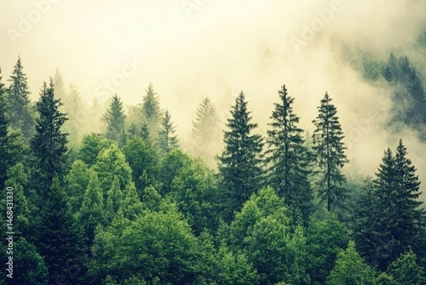 Fototapeta Misty mountain forest scene with tall evergreen trees.