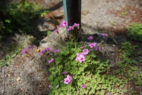 Obraz 道端に咲くピンクの花