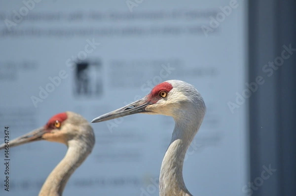 Obraz Sandhill cranes at the George C. Reifel Bird Sanctuary in Delta, British Columbia, Canada.
