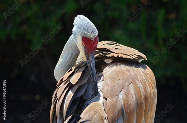 Obraz Sandhill cranes at the George C. Reifel Bird Sanctuary in Delta, British Columbia, Canada.