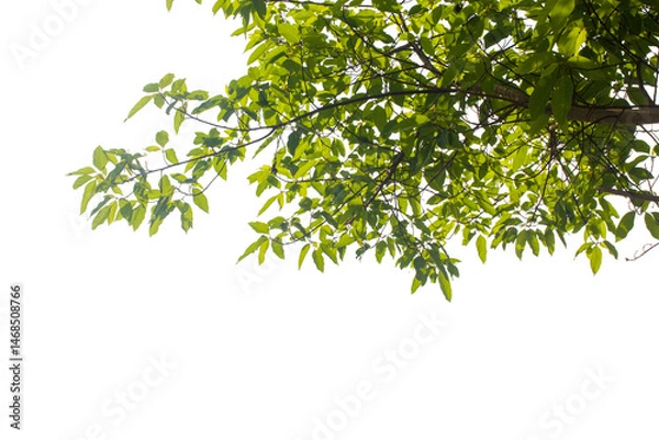 Obraz branch with green leaves on transparent