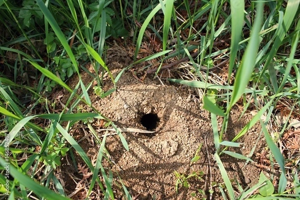 Obraz Mole hole in the ground.