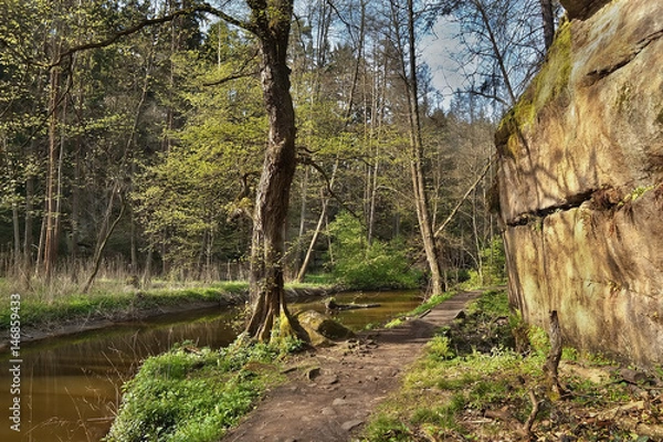 Fototapeta Green tree in Peklo valley with Robecsky potok creek and big rock in tourist area Machuv kraj