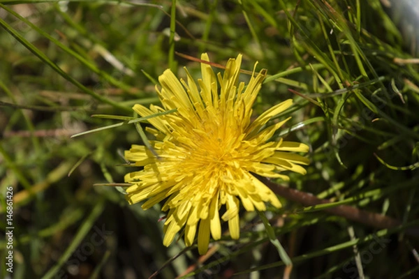 Obraz Löwenzahn Garten