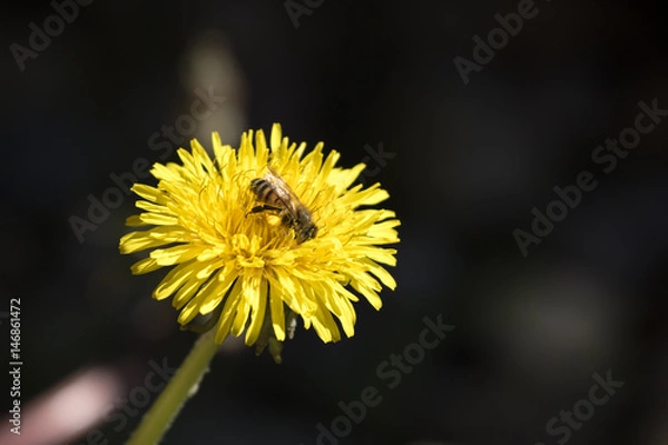 Obraz Löwenzahn mit Biene 1