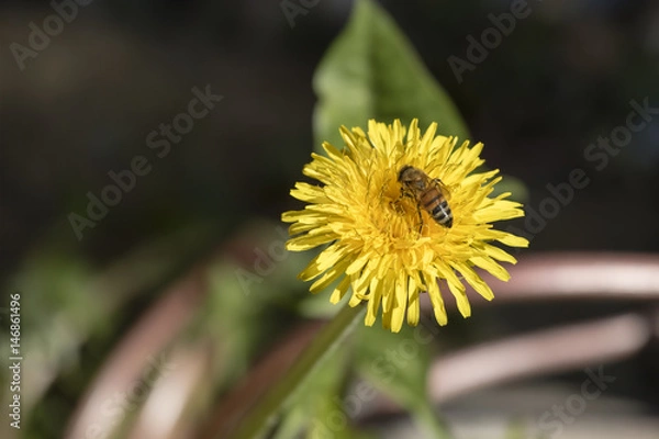 Obraz Löwenzahn mit Biene