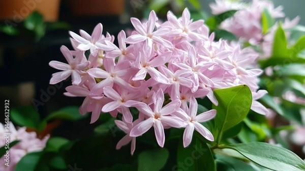 Obraz Pink Star Flowers Cluster
