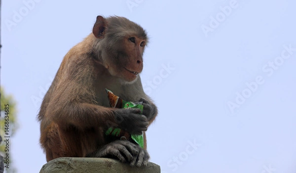 Obraz Monkeys in the Sundarbans eating food given by tourists