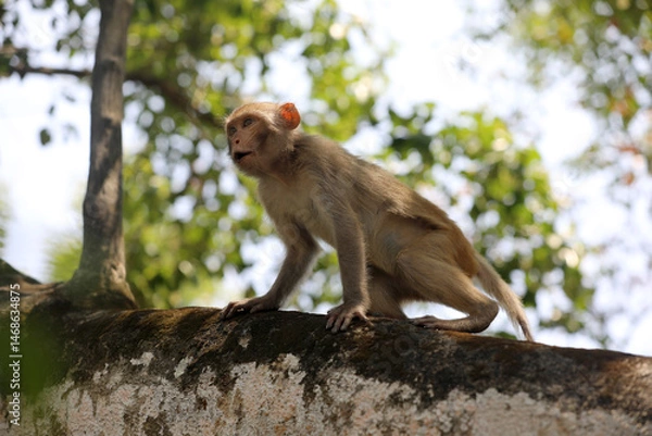Obraz In Sundarban Bangladesh.Wild rhesus macaque monkey.