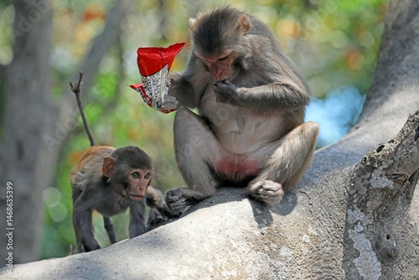 Obraz Monkeys in the Sundarbans eating food given by tourists