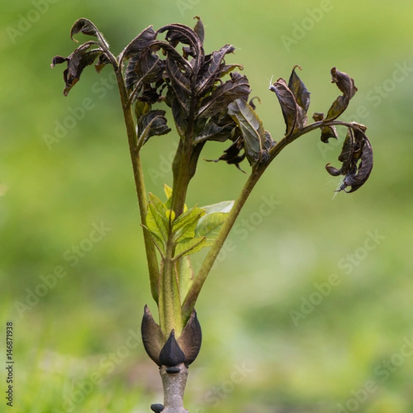 Fototapeta Ash dieback fungus (Hymenoscyphus fraxineus) on European ash. Symptoms of Ascomycete pathogenic fungus causing leaf loss on common ash tree (Fraxinus excelsior)