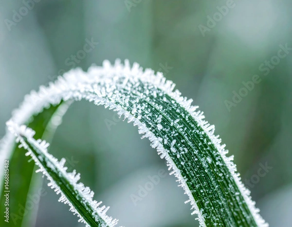 Obraz Frozen Grass Blades Close Up