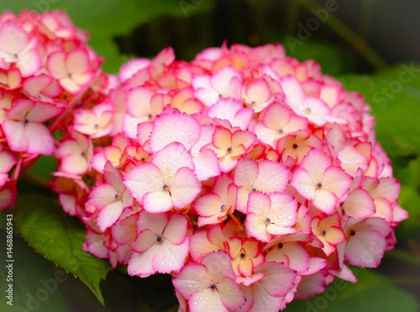 Fototapeta ピンクのアジサイ、ピンクの紫陽花、ピンクのアナベル