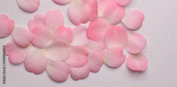 Fototapeta 白背景にピンクのツバキの花びら、ハート型のピンクの椿の花びら