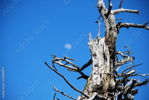 Obraz moon tree