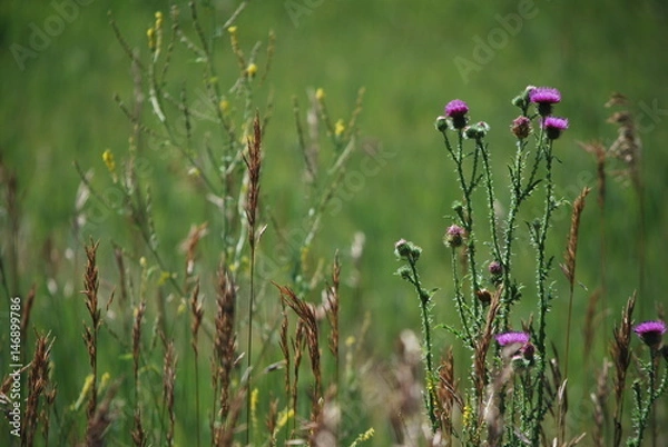 Obraz thistle