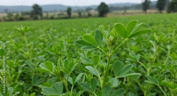 Fototapeta Lush alfalfa field with vibrant green foliage under a serene cloudy sky