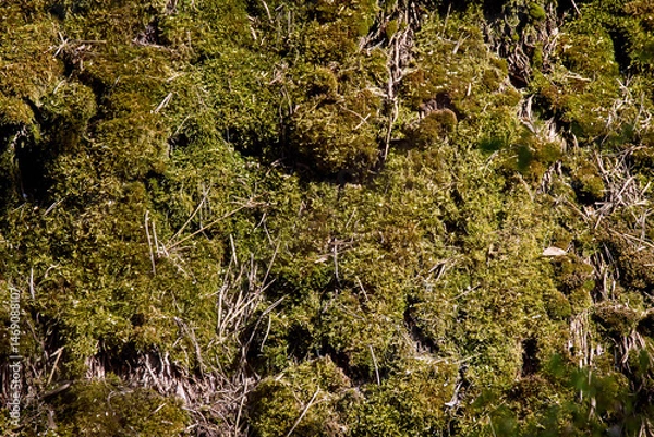 Fototapeta background texture of old green moss on straw
