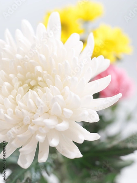 Obraz 仏花(菊、シマカンギク、カーネーション)