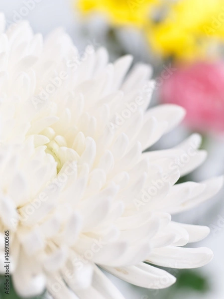 Obraz 仏花(菊、シマカンギク、カーネーション)