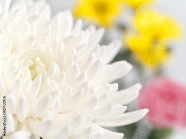 Obraz 仏花(菊、シマカンギク、カーネーション)