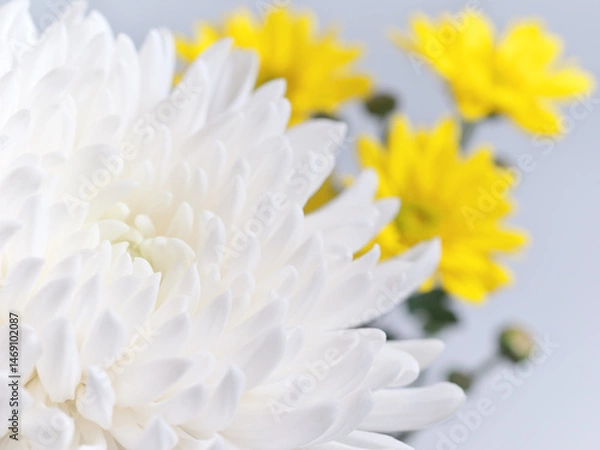 Obraz 仏花(菊、シマカンギク、カーネーション)