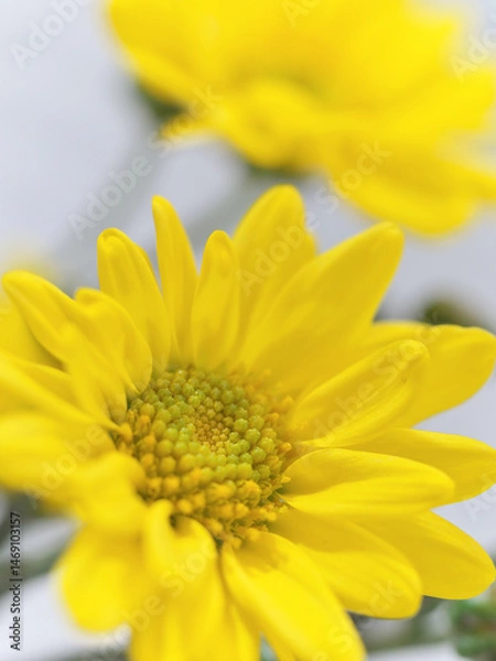 Obraz 仏花(菊、シマカンギク、カーネーション)