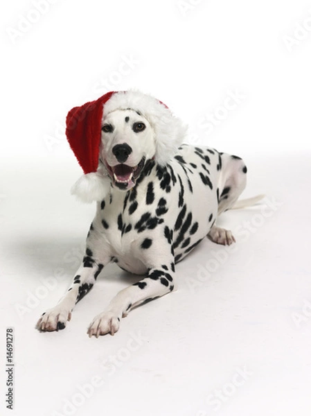 Obraz Dalmation Christmas