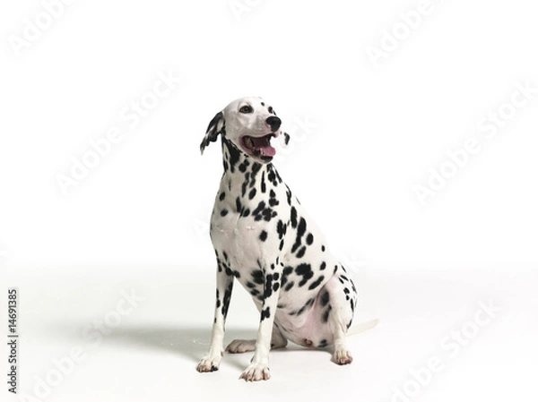 Fototapeta Dalmation on White Background 3