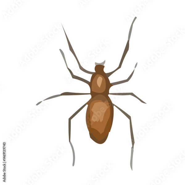 Obraz bug isolated on white