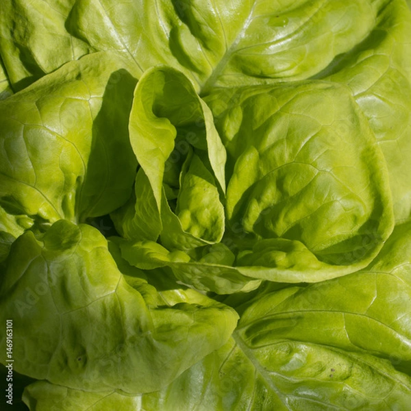 Fototapeta coeur croquant d'une salade laitue