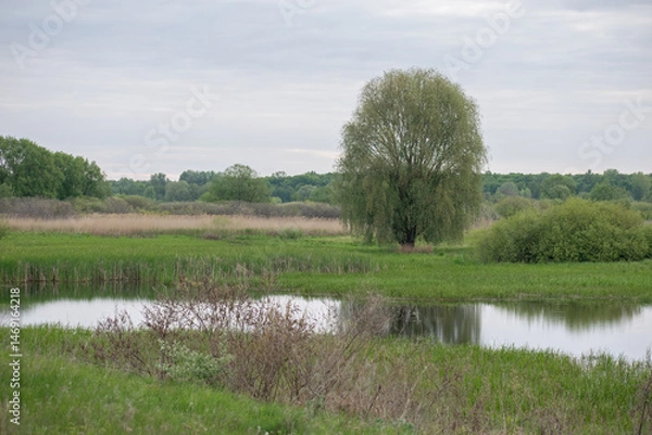 Fototapeta landscape with river and trees