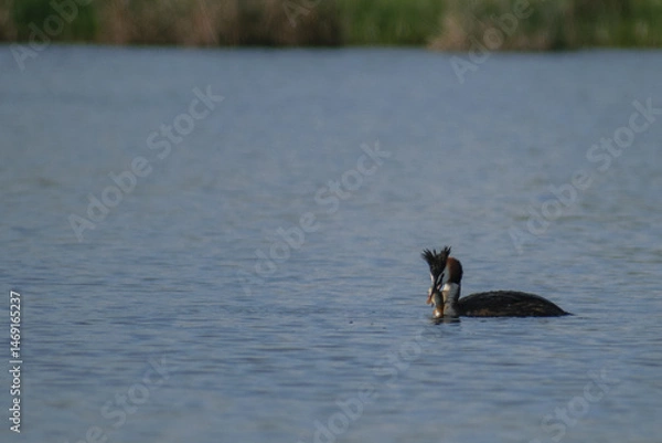 Fototapeta great crested grebe with a fish