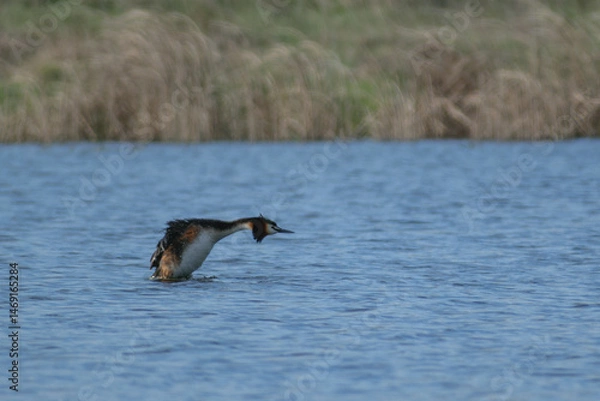 Fototapeta a great crested grebe in flight