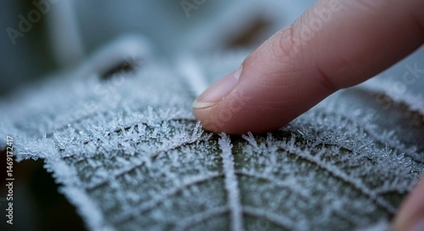Fototapeta A Fingertip's Gentle Touch on a Frost-Kissed Leaf
